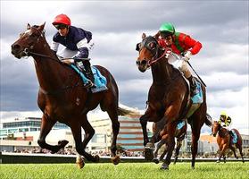 Dominant runs 2nd on debut at Caulfield in April 2012